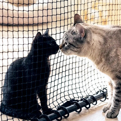 Cats Introduction