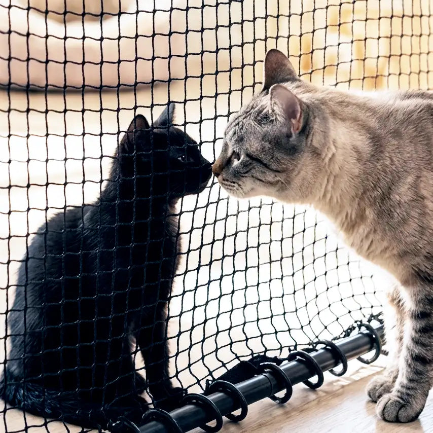 Cats Introduction